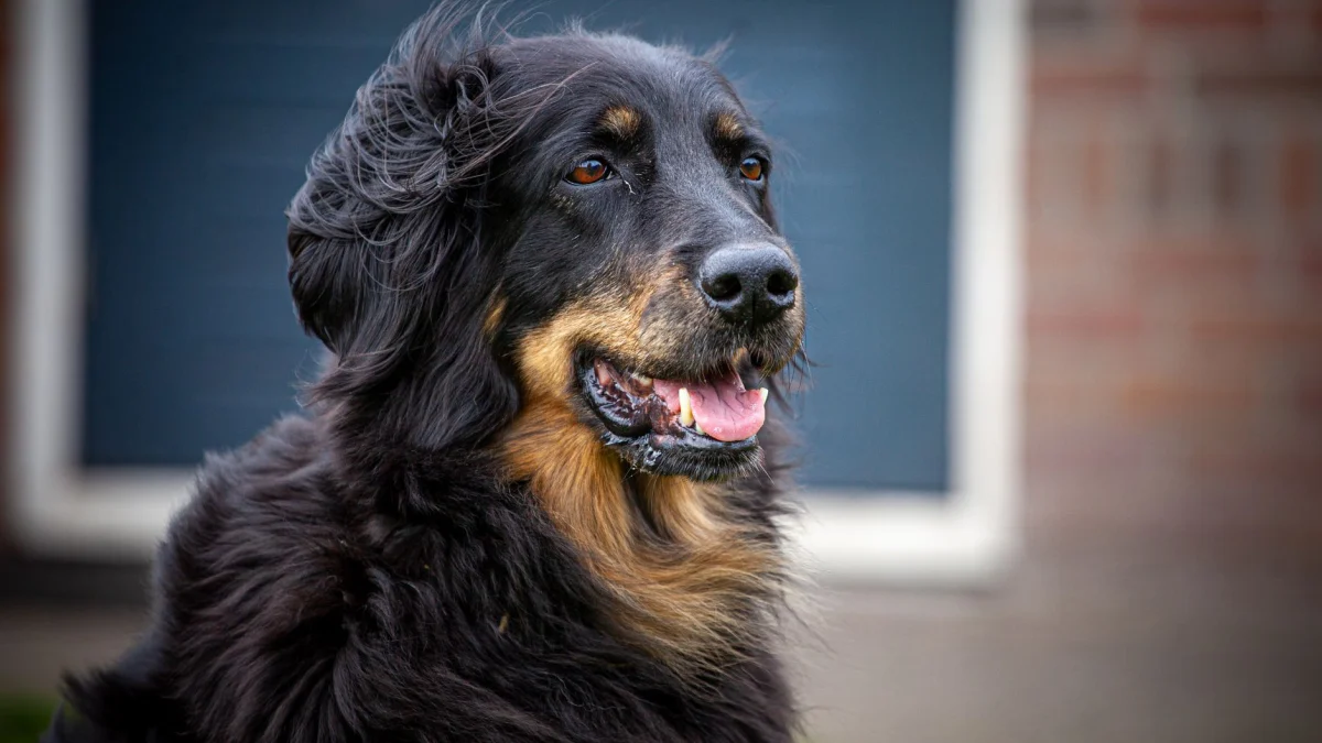 Close-up van een Hovawart-hond in een buitenomgeving, met de nadruk op zijn zwart-tan vacht.