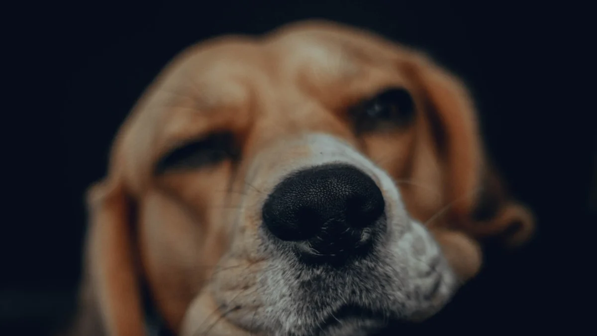 Een vredige beagle rust met een serene uitstraling, vastgelegd in zacht licht.