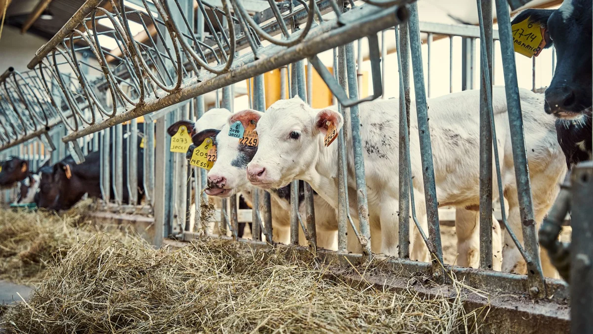 Koeien voeden zich met hooi in een moderne boerderij schuur, toont het beheer van melkvee.