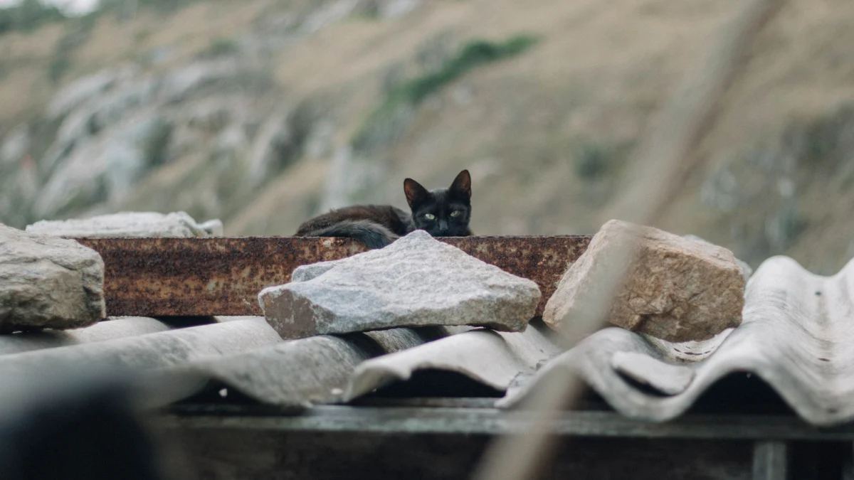 Een zwarte kat gluurt vanaf een met stenen omgeven dak, wat een gevoel van mysterie en eenzaamheid oproept.